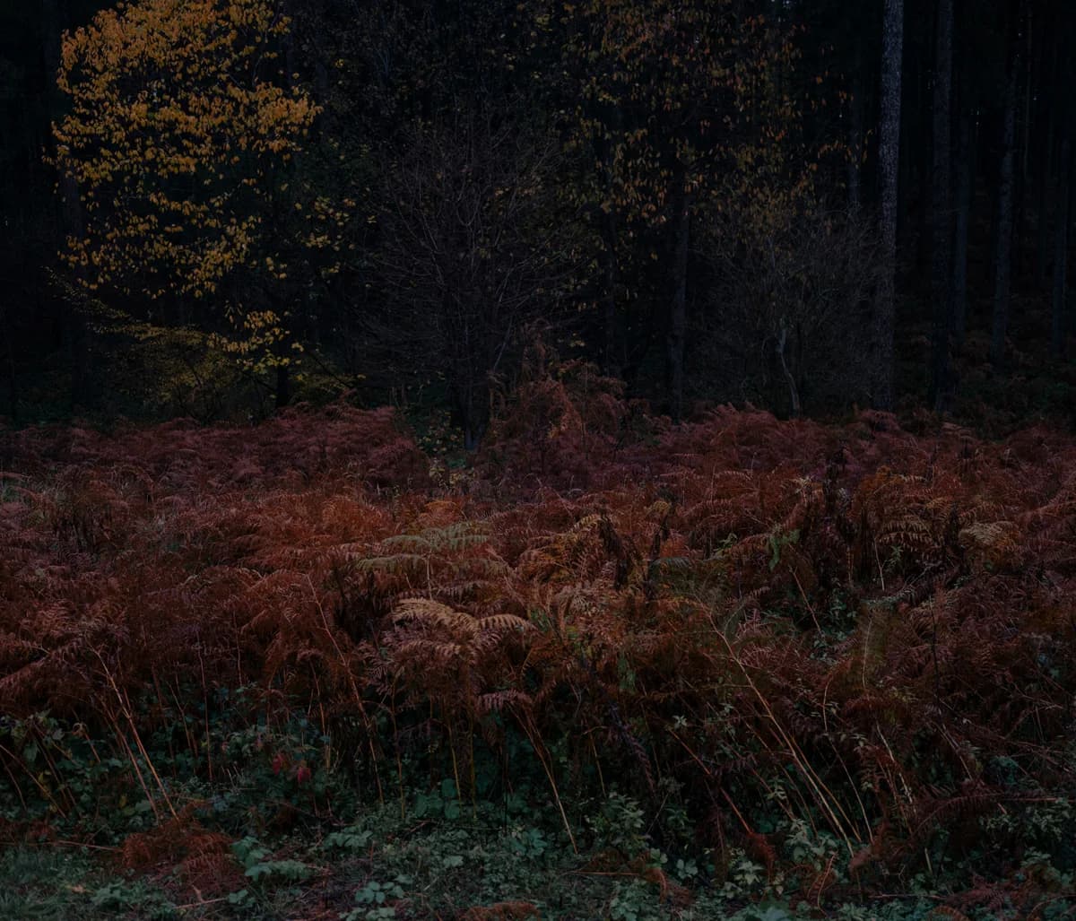 Danube Division - Photo 2