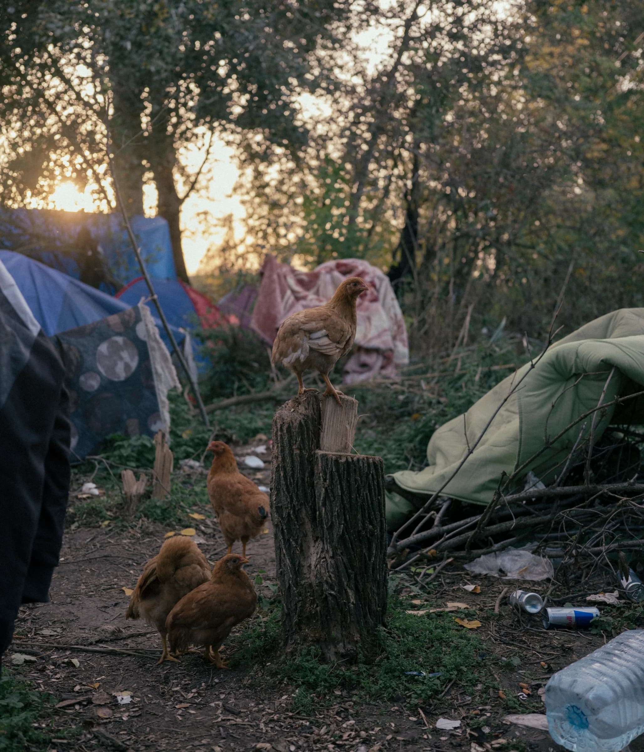 Refugees in Serbia